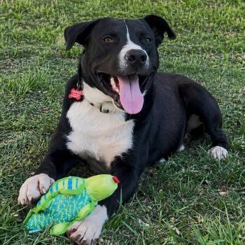 Black Labrador Retriever and Pit Bull Terrier Dogs Available for Adoption in Houston, Texas - ELI  (Loves People, Giant Sweet Baby, Loves To Ride, Loving & Af | PetCurious
