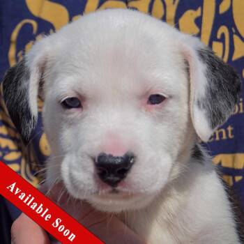 Flounder -  American Bulldog and Black Labrador Retriever Dog for Adoption in Huntley, Illinois - Flounder | PetCurious