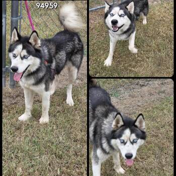 Rescue Husky Dogs for Adoption in Chesapeake, Virginia - Lucius | PetCurious