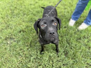 STELLA -  Labrador Retriever and Mixed Breed Dog for Adoption in St. Cloud, Florida - STELLA | PetCurious