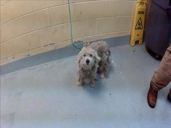 Maltese and Mixed Breed Dogs Available for Adoption in Tulsa, Oklahoma - DUSTY | PetCurious