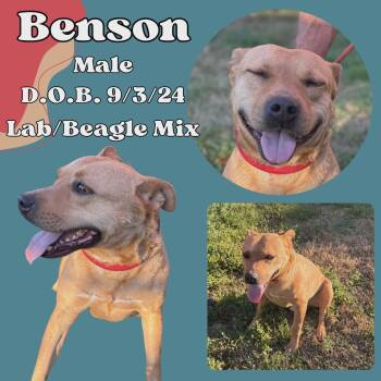 Labrador Retriever and Beagle Dogs Available for Adoption in Caldwell, Texas - Benson | PetCurious