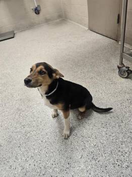 German Shepherd Dog and Mixed Breed Dogs Available for Adoption - A425552 | PetCurious