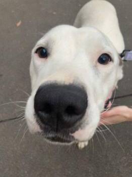 Mixed Breed Dogs Available for Adoption - Optimism | PetCurious