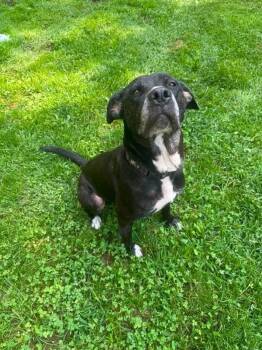 Nymeria -  Black Labrador Retriever Dog for Adoption in Salamanca, New York - Nymeria | PetCurious