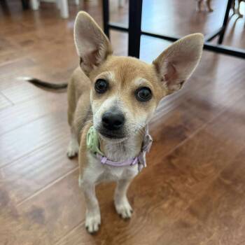 Rescue Mixed Breed Dogs for Adoption in Fredericksburg, Virginia - Petunia | PetCurious