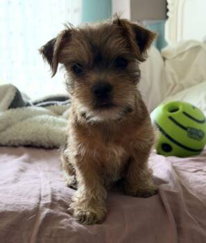 Kasseri -  Terrier Dog for Adoption in Tulsa, Oklahoma - Kasseri | PetCurious