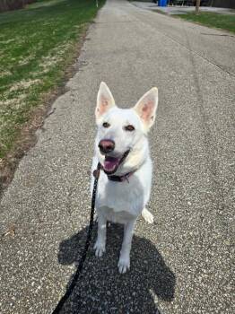 German Shepherd Dog and Husky Dogs Available for Adoption in Grove City, Ohio - Hayzee | PetCurious