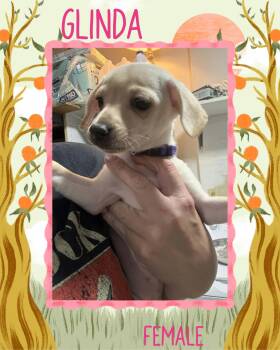 Glinda -  Chihuahua Dog for Adoption in Eugene, Oregon - Glinda | PetCurious