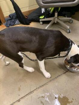 Pinky -  Pit Bull Terrier Dog for Adoption in Douglasville, Georgia - Pinky | PetCurious