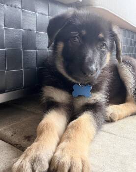 Frankenpooch - PENDING -  German Shepherd Dog Dog for Adoption in Hillside, Illinois - Frankenpooch - PENDING | PetCurious