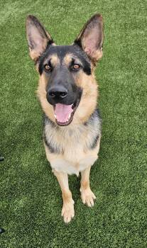 Duke -  German Shepherd Dog Dog for Adoption in Eagle, Idaho - Duke | PetCurious
