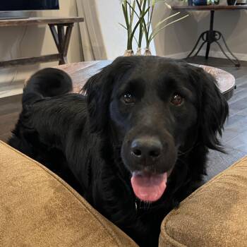 Flat Coated Retriever Dogs Available for Adoption - Laila~ Affectionate And Gorgeous | PetCurious