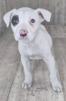Terrier and Mixed Breed Dogs Available for Adoption in Shreveport, Louisiana - Kix | PetCurious