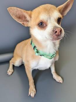 Felicity -  Chihuahua Dog for Adoption in Fort Myers, Florida - Felicity | PetCurious