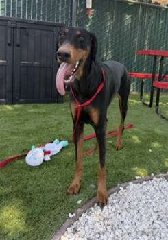 BLACKBERRY -  Doberman Pinscher Dog for Adoption in San Bernardino, California - BLACKBERRY | PetCurious