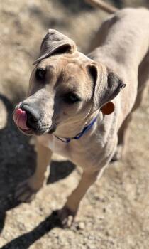 Nylah -  Pit Bull Terrier Dog for Adoption in Incline Village, Nevada - Nylah | PetCurious