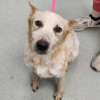 Daisy may -  Cattle Dog Dog for Adoption in Abilene, Texas - Daisy May | PetCurious