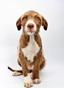 Riley -  Australian Shepherd and Labrador Retriever Dog for Adoption in Morton Grove, Illinois - Riley | PetCurious