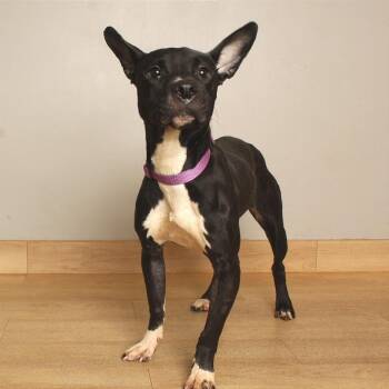 Marigold D71108 -  Border Collie and Terrier Dog for Adoption in Minnetonka, Minnesota - Marigold D71108 | PetCurious