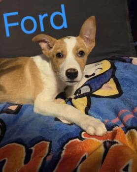 Rescue German Shepherd Dog Dogs for Adoption in Evansville, Indiana - Ford | PetCurious
