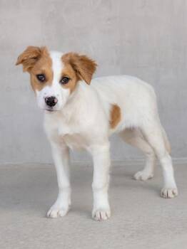 Mixed Breed Dogs Available for Adoption - Splash | PetCurious
