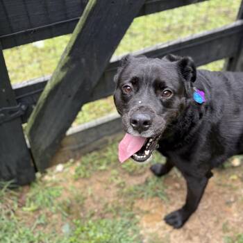 Rescue Black Labrador Retriever Dogs for Adoption in Cumming, Georgia - Max | PetCurious