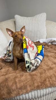 Rescue Chihuahua and Dachshund Dogs for Adoption in Baton Rouge, Louisiana - Tarzan | PetCurious