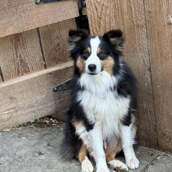 Jimmy -  Australian Shepherd Dog Available for Adoption in Fries, Virginia - Jimmy | PetCurious