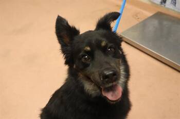 Mixed Breed Dogs Available for Adoption - KIKI | PetCurious