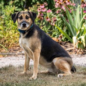Valkyrie -  German Shepherd Dog and Cattle Dog Dog for Adoption in Council Bluffs, Iowa - Valkyrie | PetCurious