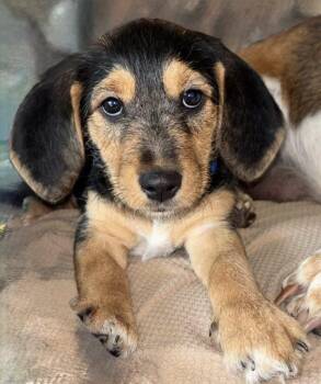 Abby -  Basset Hound and Schnauzer Dog for Adoption in Auburndale, Florida - Abby | PetCurious