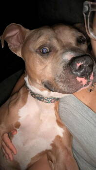 Rescue Staffordshire Bull Terrier Dogs for Adoption in Lincoln Park, Michigan - Apollo | PetCurious