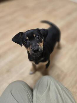 Rescue Retriever Dogs for Adoption in Woodstock, Illinois - Randall | PetCurious