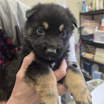 German Shepherd Dog Dogs Available for Adoption in Tawas City, Michigan - Cornell 26-123 | PetCurious