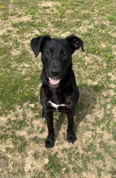 Marlo -  Labrador Retriever Dog Available for Adoption in Evansville, Indiana - Marlo | PetCurious