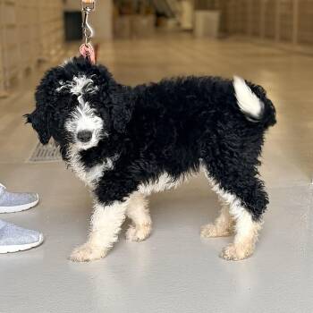 Sheepadoodle Dogs Available for Adoption in Chicago, Illinois - Quail | PetCurious