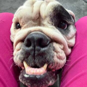 Meatball -  English Bulldog Dog for Adoption in Princeton, Kentucky - Meatball | PetCurious