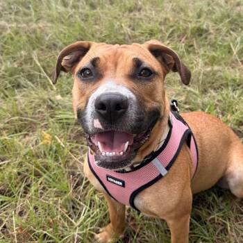 Pup Pup -  Boxer Dog for Adoption in Columbia, South Carolina - Pup Pup | PetCurious