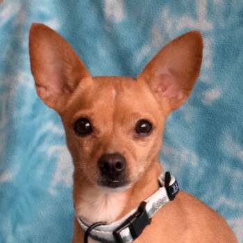 Rescue Chihuahua and Mixed Breed Dogs for Adoption in Eureka, California - Forest | PetCurious