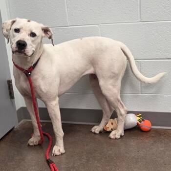 Stevens -  Pit Bull Terrier Dog for Adoption in Chattanooga, Tennessee - Stevens | PetCurious