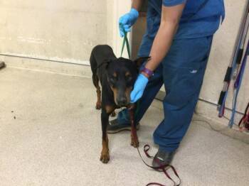DOOBIE -  Doberman Pinscher Dog for Adoption in Riverside, California - DOOBIE | PetCurious