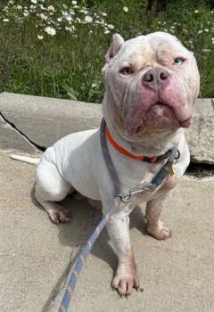 American Bulldog and Mixed Breed Dogs Available for Adoption in Dayton, Ohio - GRUB | PetCurious