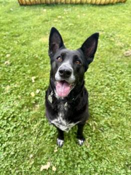 Mixed Breed Dogs Available for Adoption in Roseburg, Oregon - Laney | PetCurious