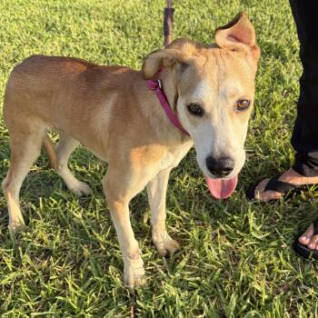 Goldie -  Labrador Retriever Dog for Adoption in Harlingen, Texas - Goldie | PetCurious