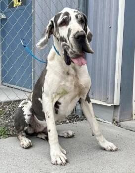 61323372 -  Great Dane Dog for Adoption in Elko, Nevada - 61323372 | PetCurious