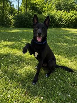 Charros -  Shepherd Dog for Adoption in Albany, Georgia - Charros | PetCurious
