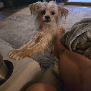 Peabody -  Yorkshire Terrier Dog for Adoption in Uxbridge, Massachusetts - Peabody | PetCurious