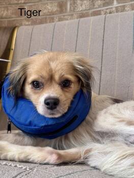 Tiger -  Chihuahua and Mixed Breed Dog for Adoption in Broken Arrow, Oklahoma - Tiger | PetCurious