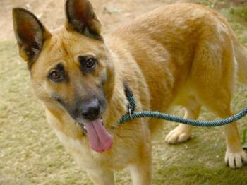 PRINCESS -  German Shepherd Dog Dog for Adoption in Tallahassee, Florida - PRINCESS | PetCurious